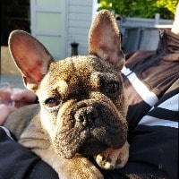 Bo