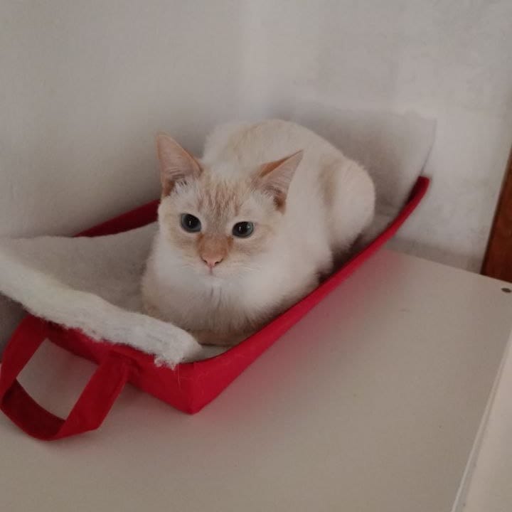 Coco
