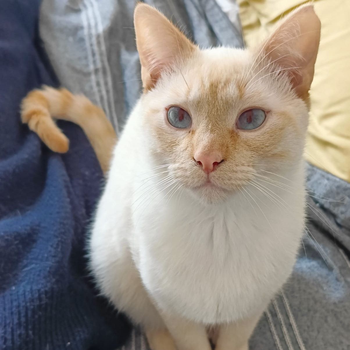 Nemo