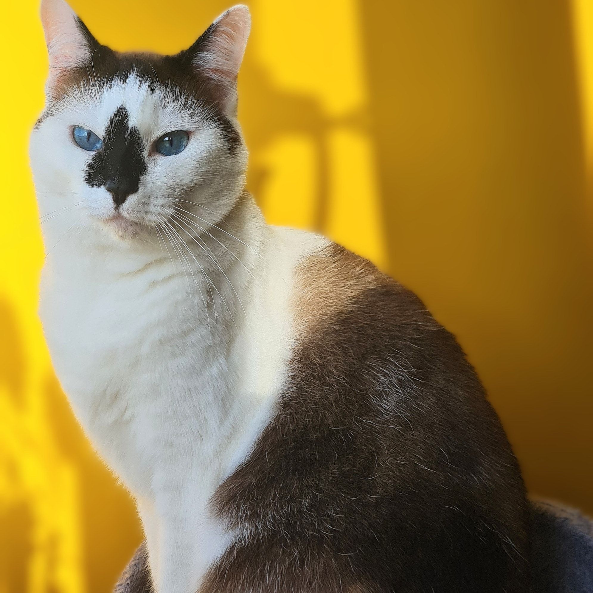 Maya