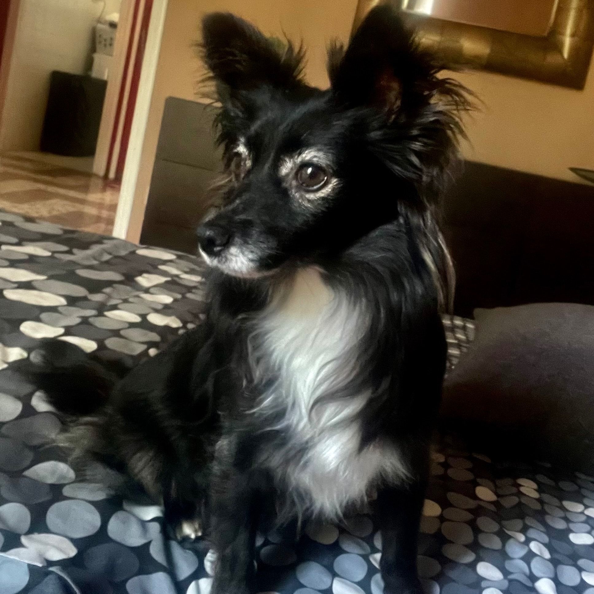 Molly