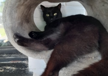 Frits, Musli, Maurice, Minou, witte, felix