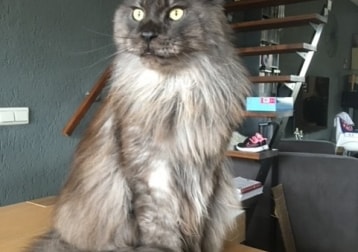 Moses, We Noemen Hem Mooie