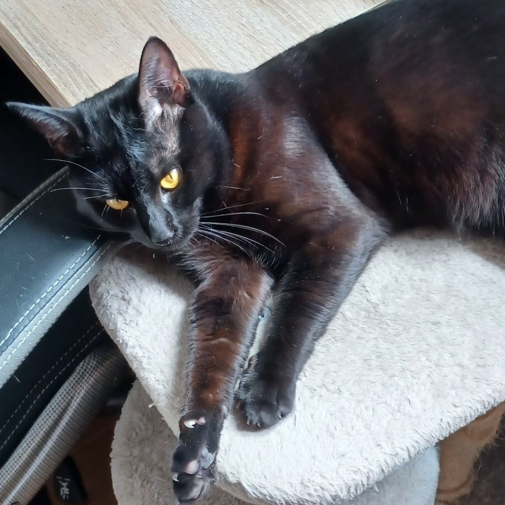 Zaza