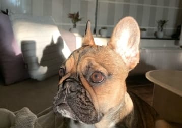 Mayble