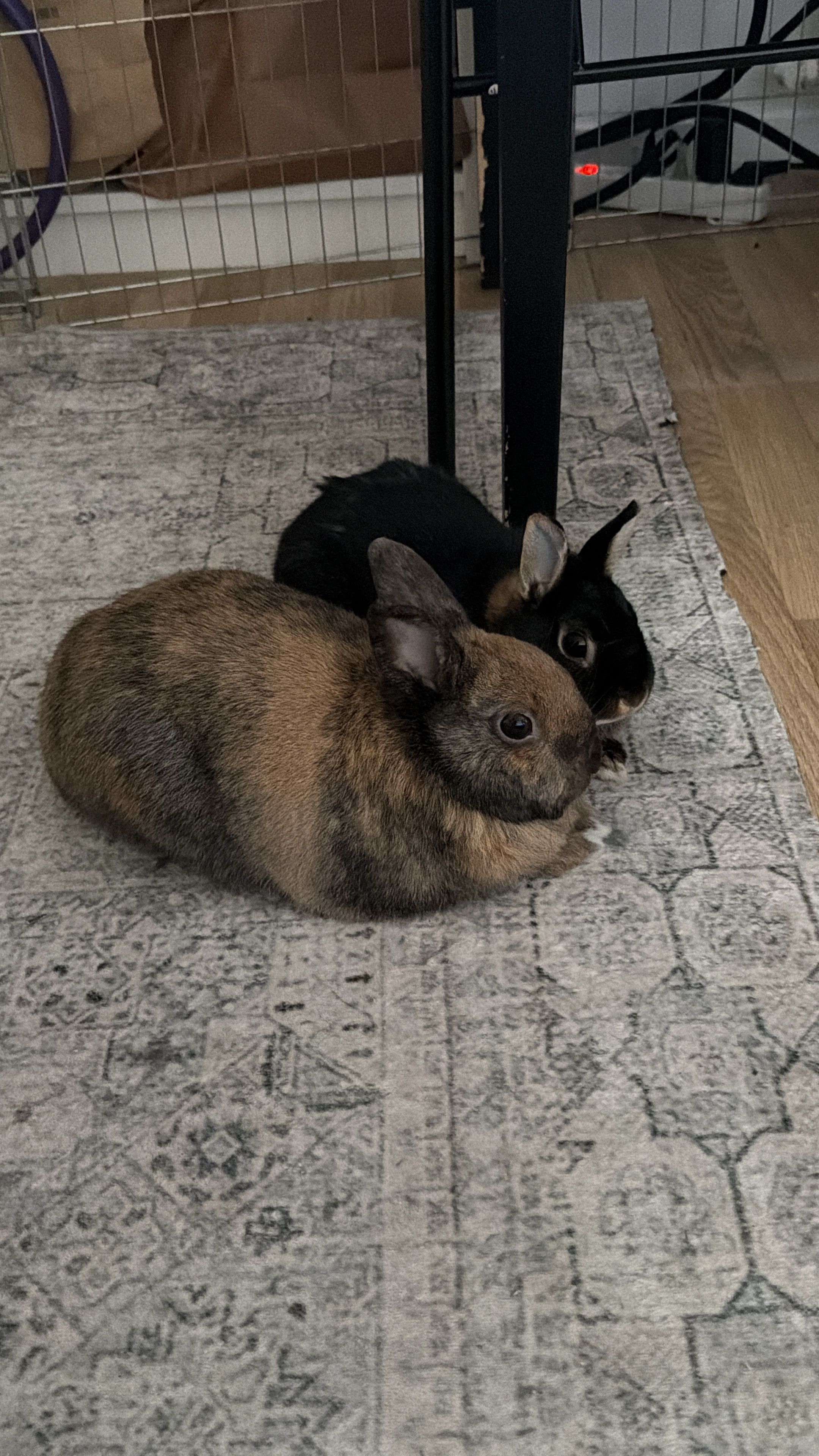 image-19