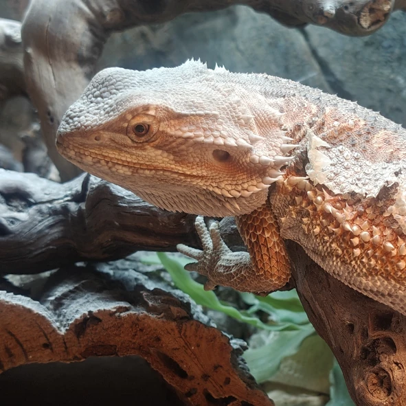 Mauno