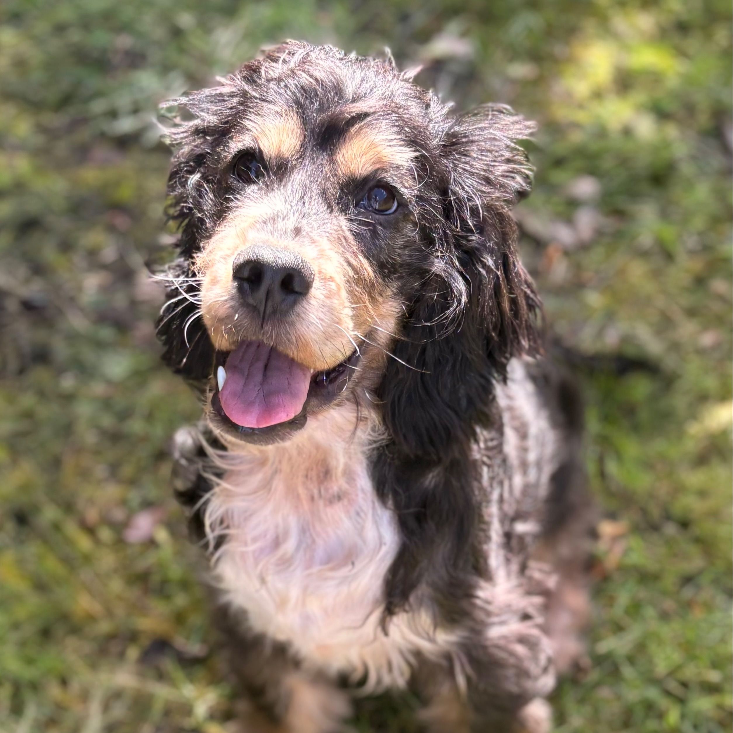 Benji