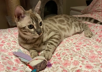 Simba 
