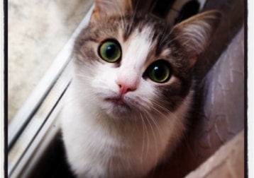 Lucilla