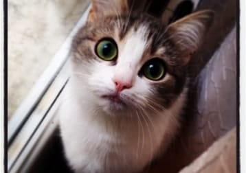 Lucilla