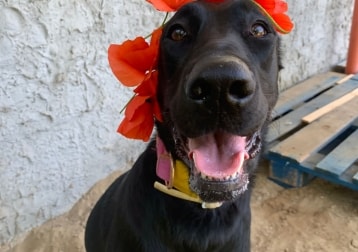 Stella