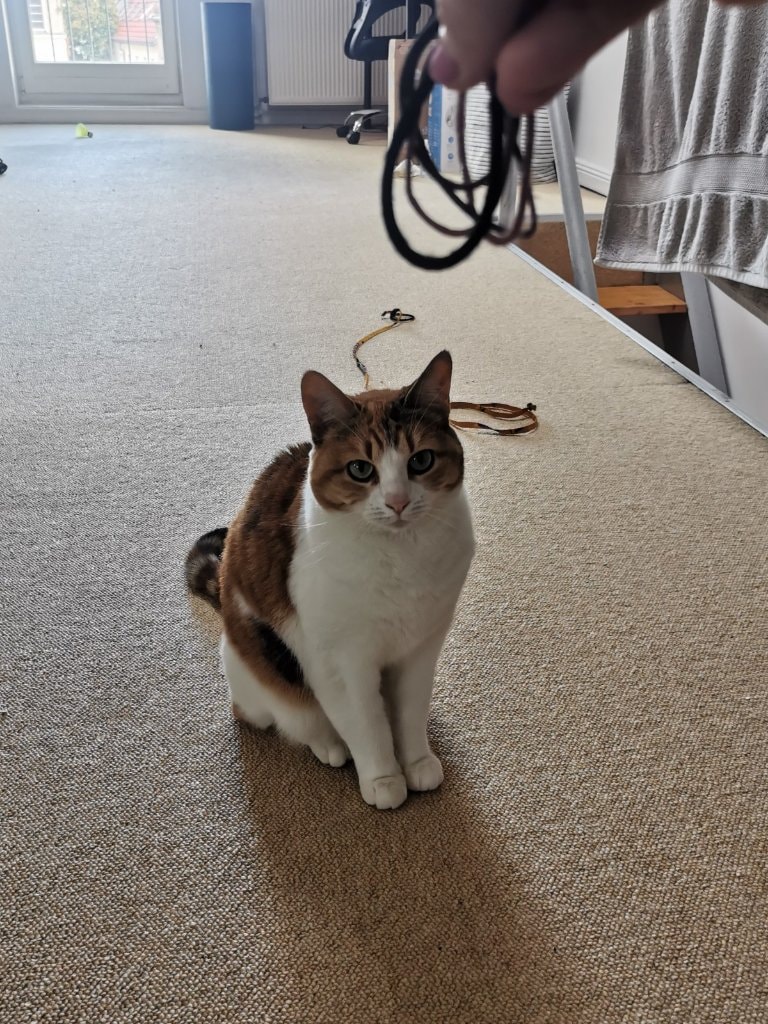 image-7