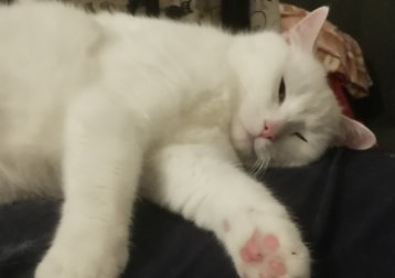 Jj
