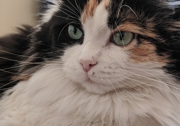 P'tite Mère