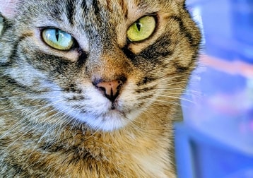 Satine 