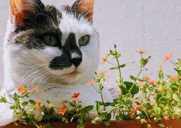 Kali 