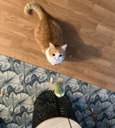 image-4