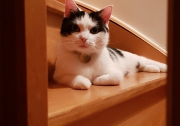 Gali