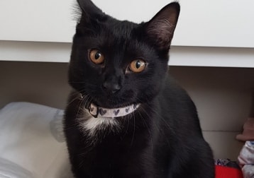 Lupi