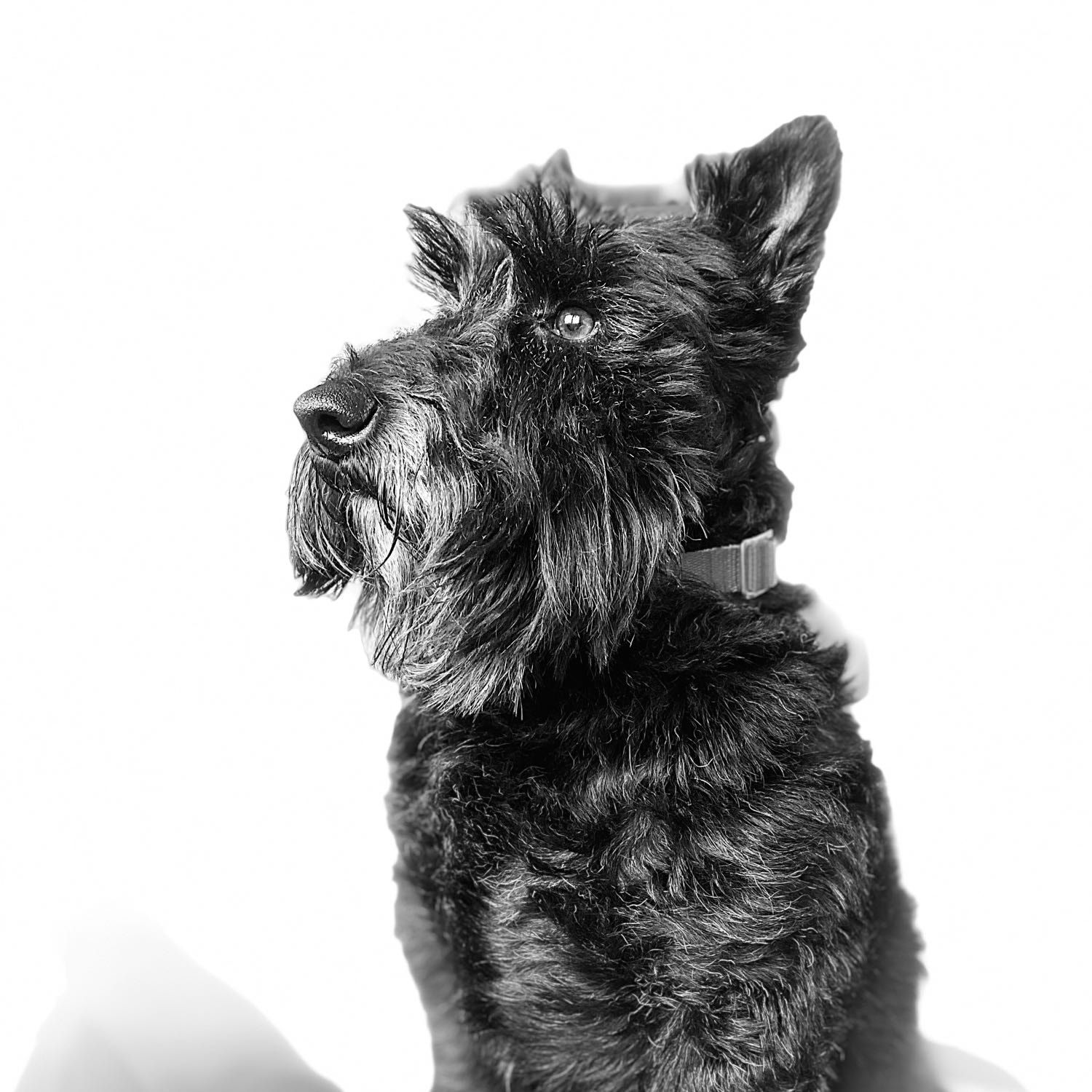 Ringo