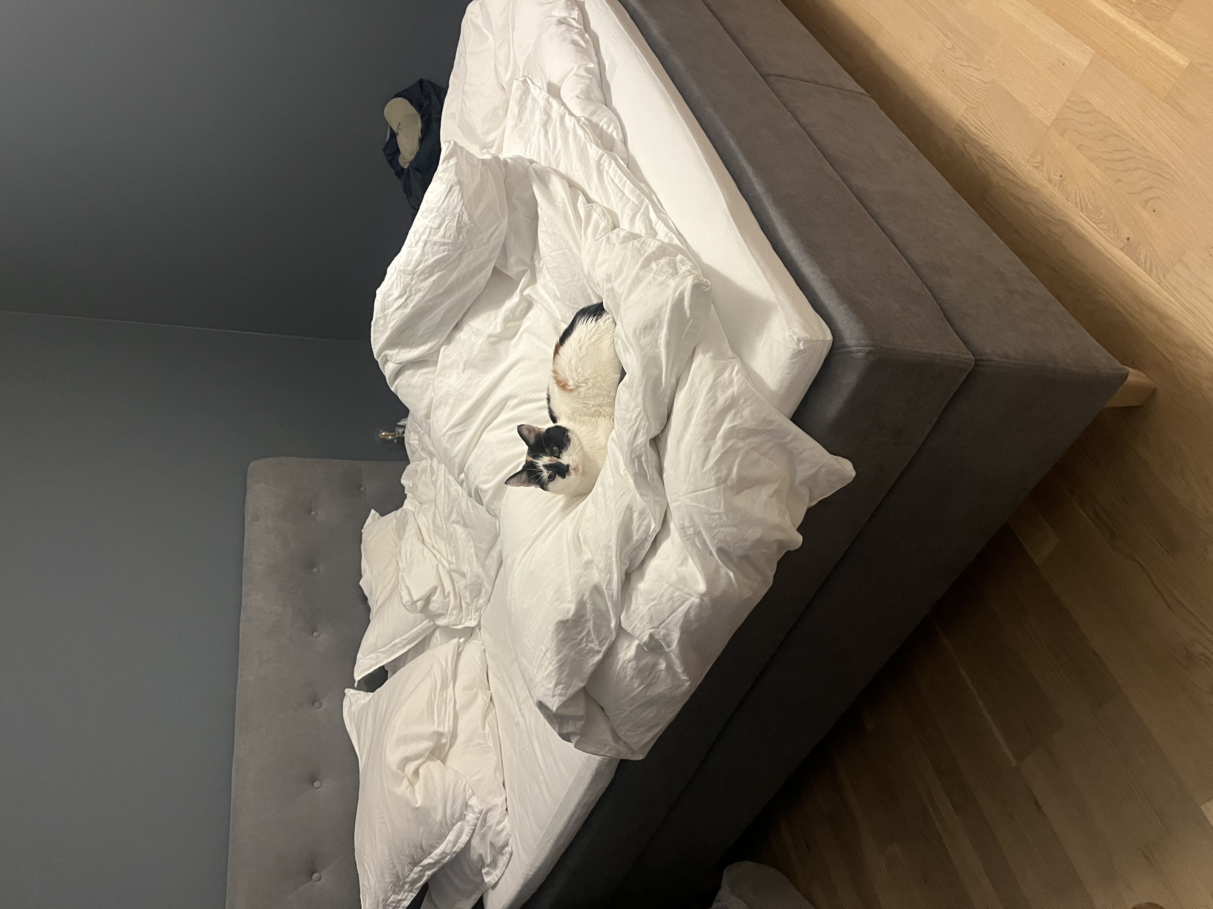 image-15