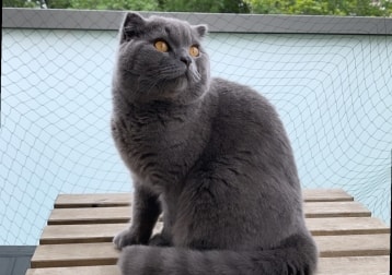 Fluffy