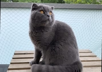 Fluffy