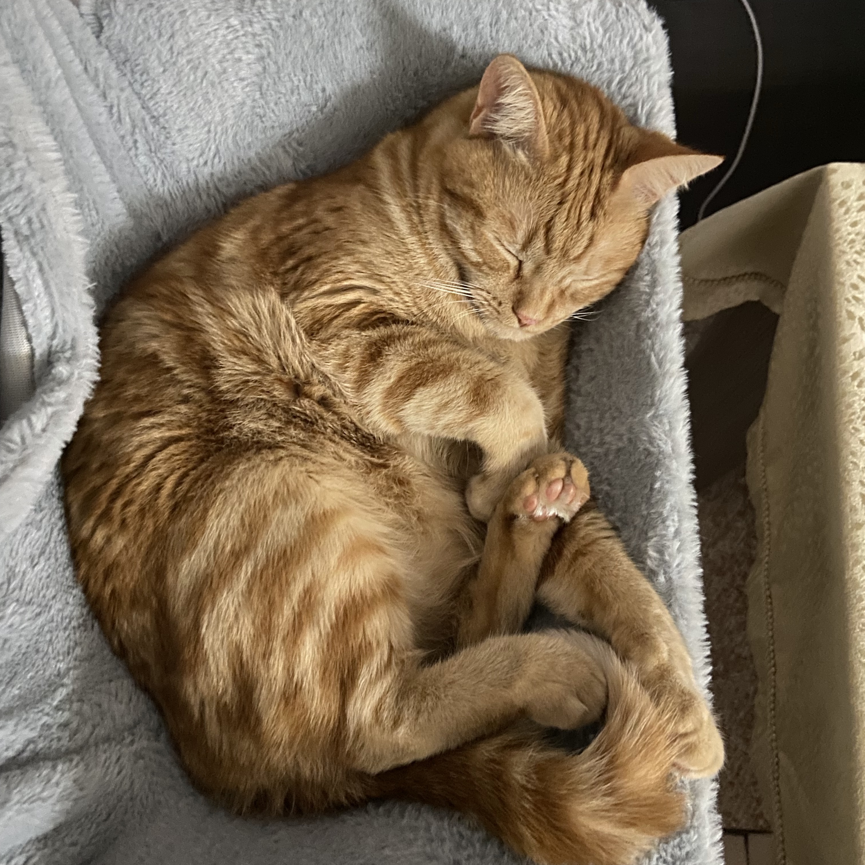 Tangi 