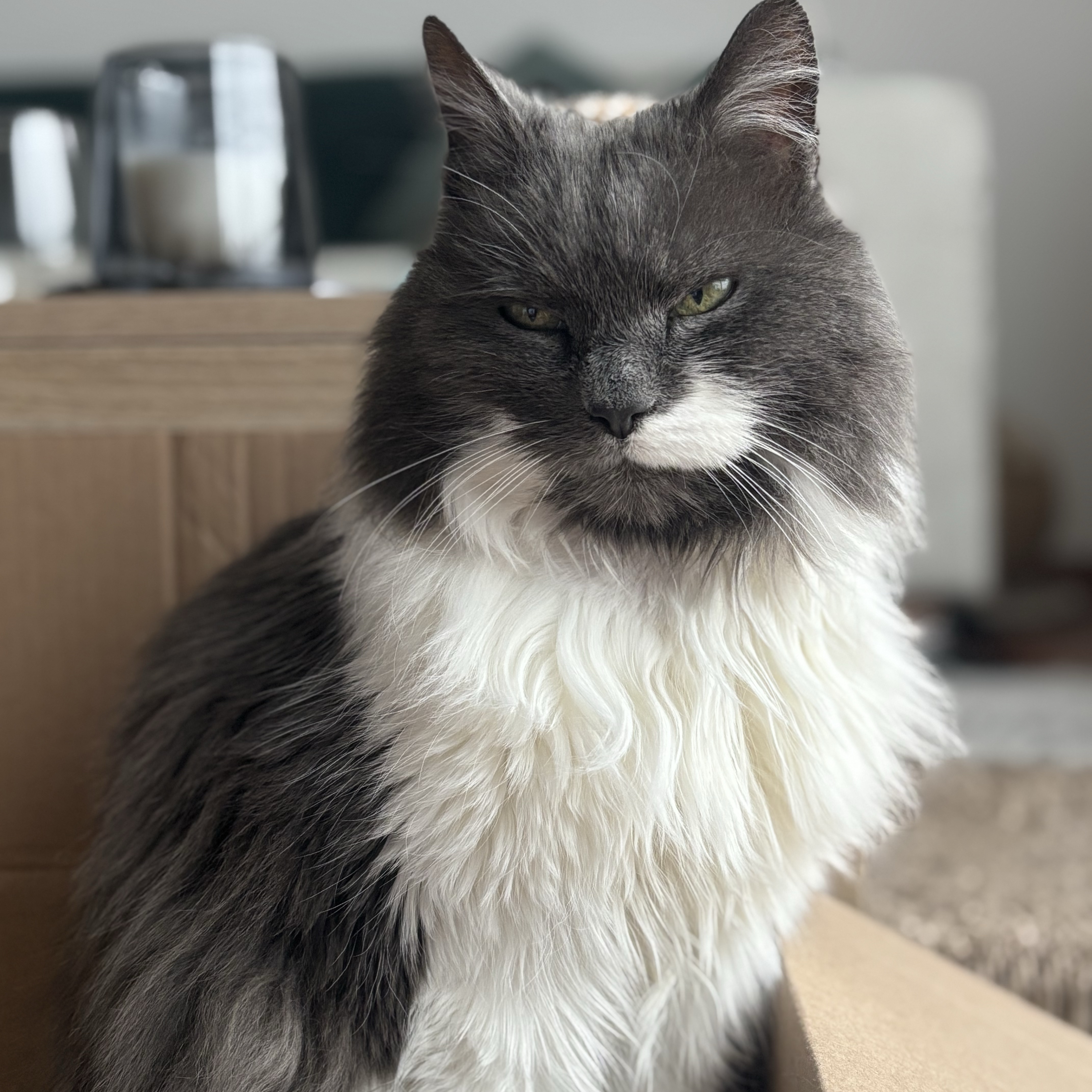 Lili