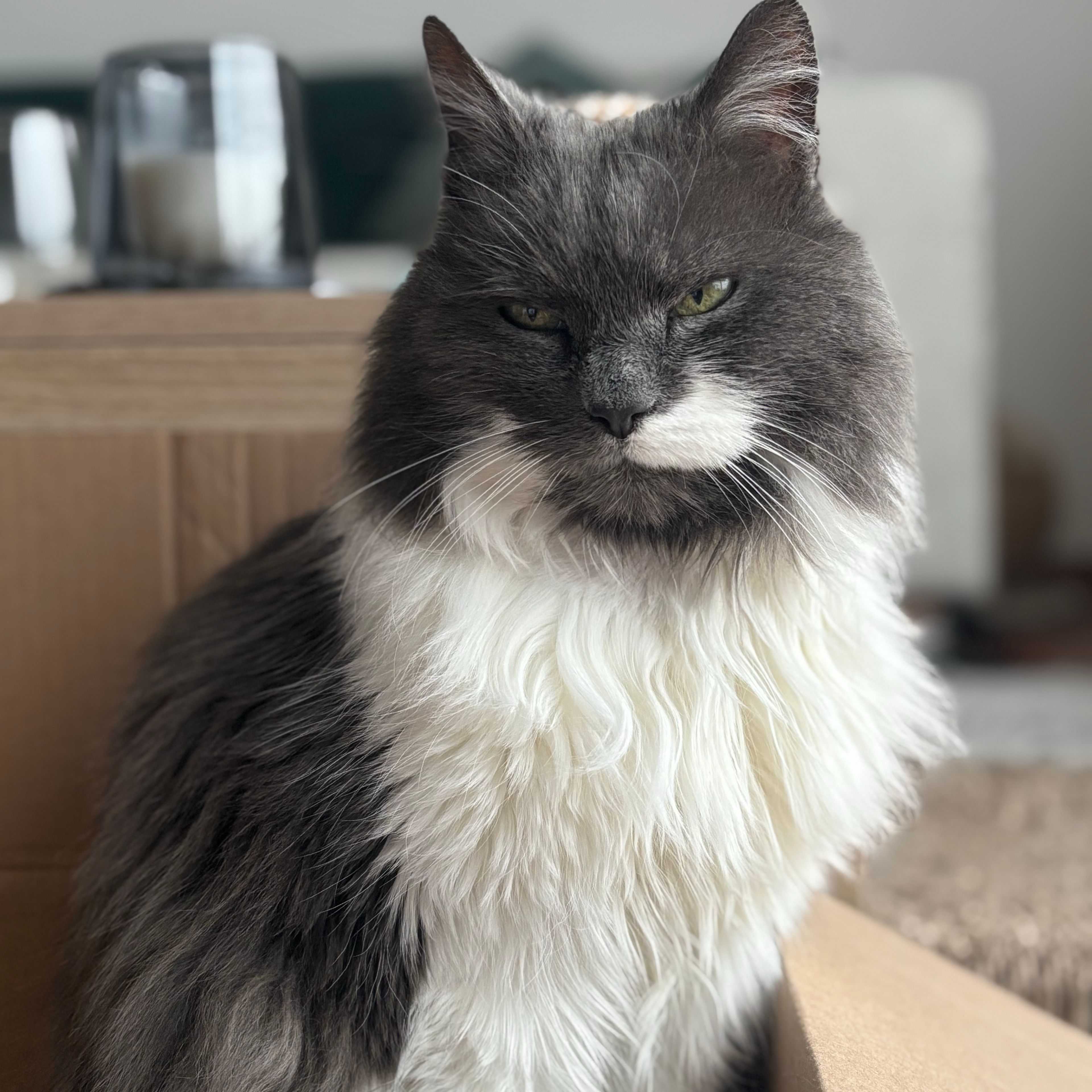 Lili