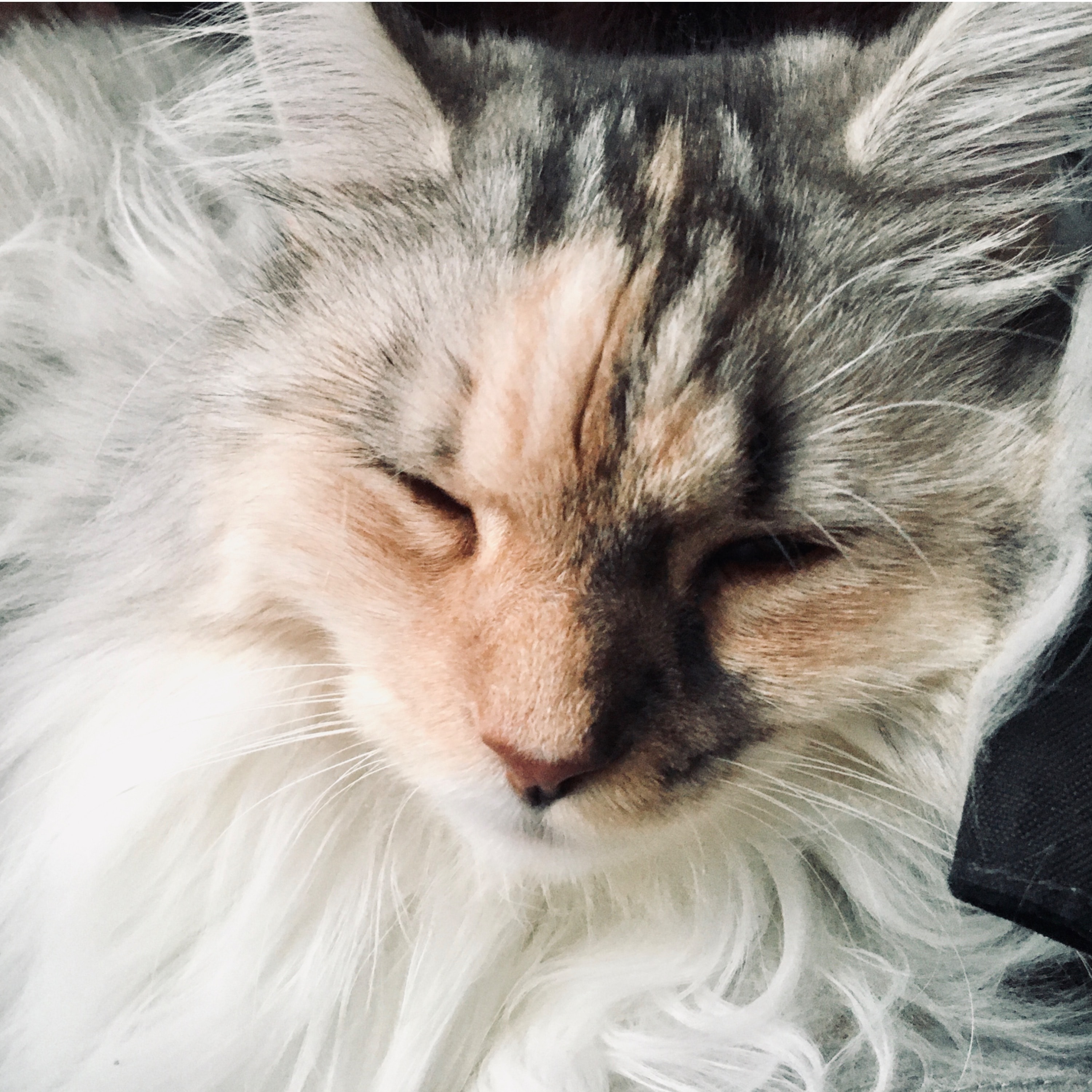 Suki