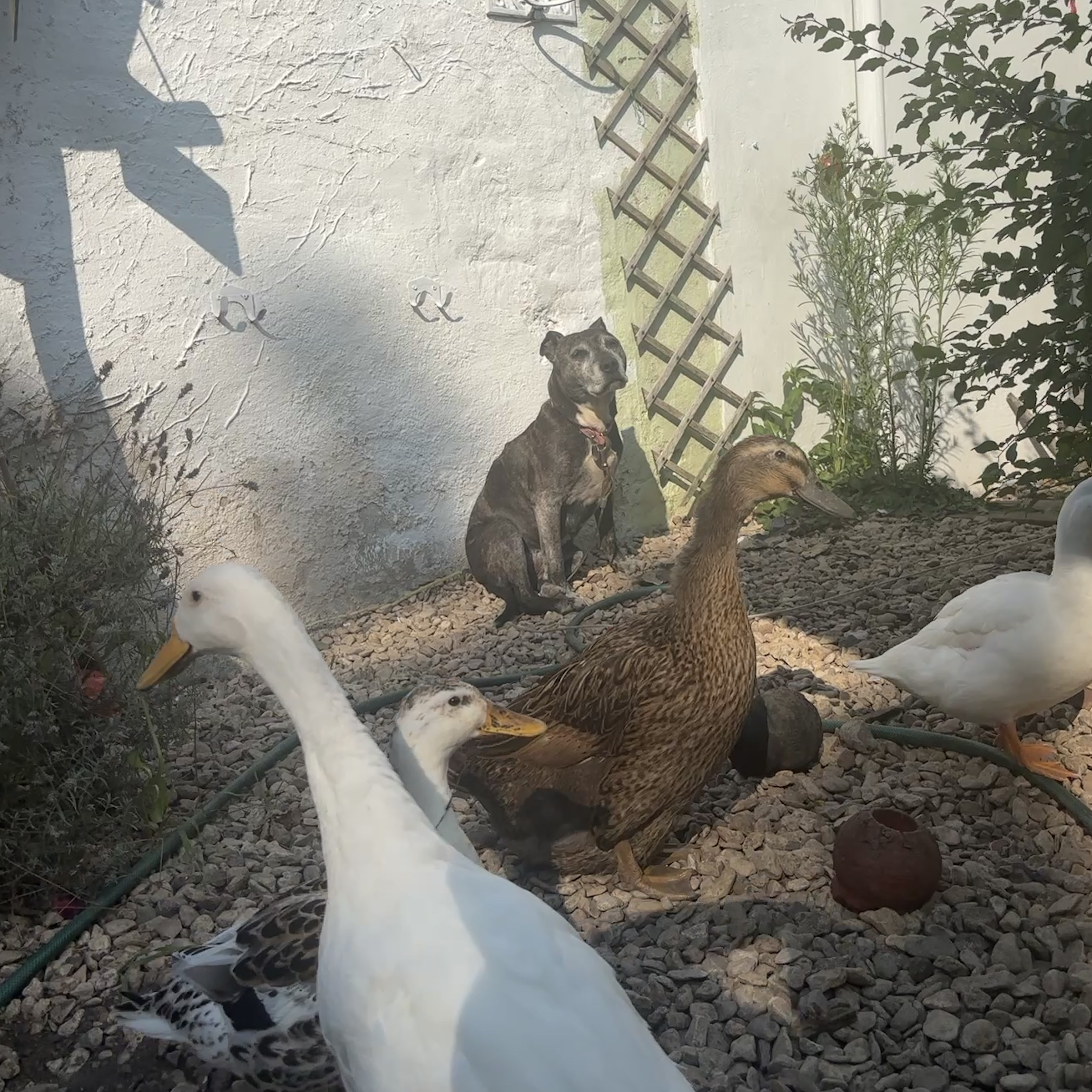 Valley, Daisy, Vienna & Dolly 