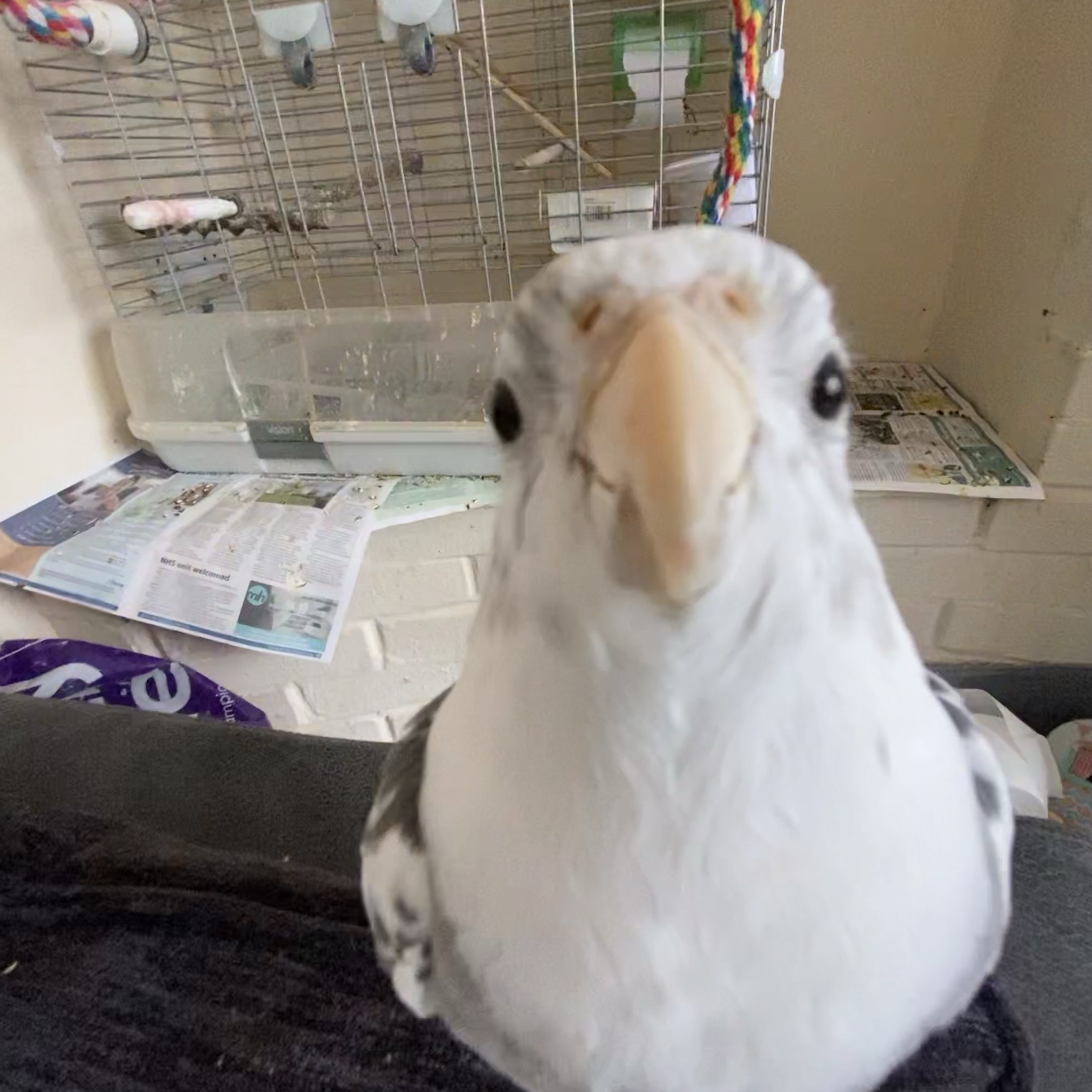 Otis, Piper, Edie and Senna 