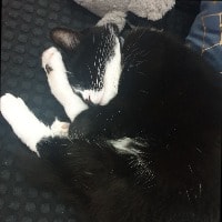 Kitty