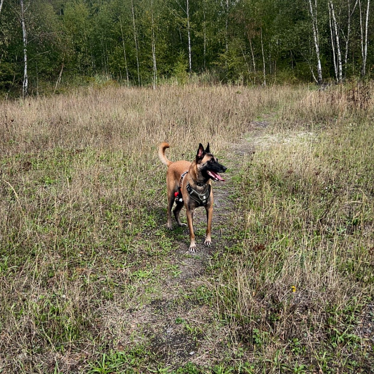 Milo