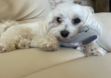 Sammy