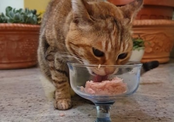 Kitty