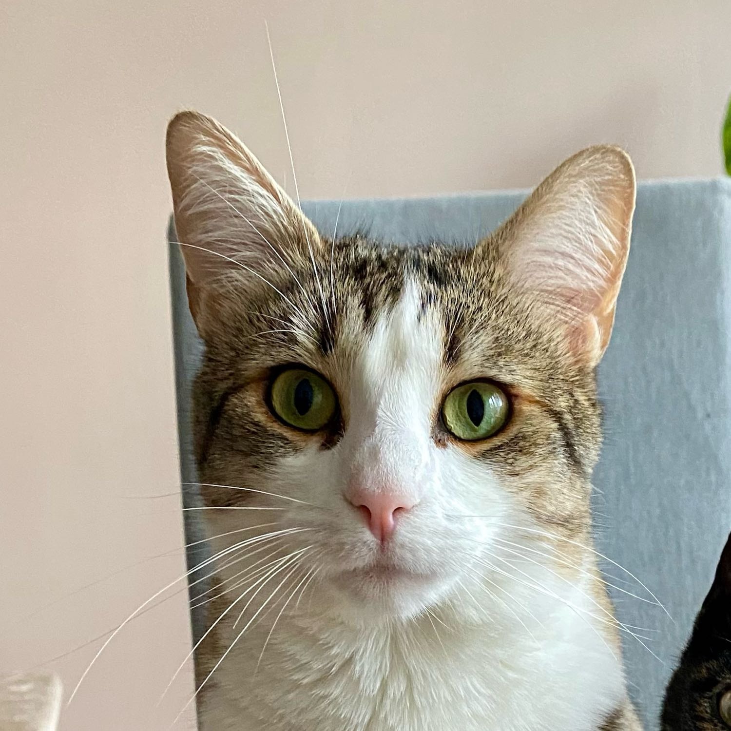Bernie 