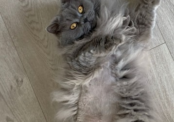 Molly