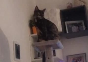 Zelda