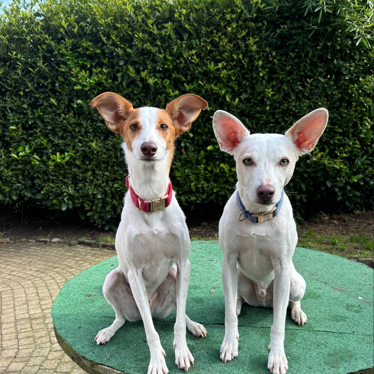 Nacho & Casper