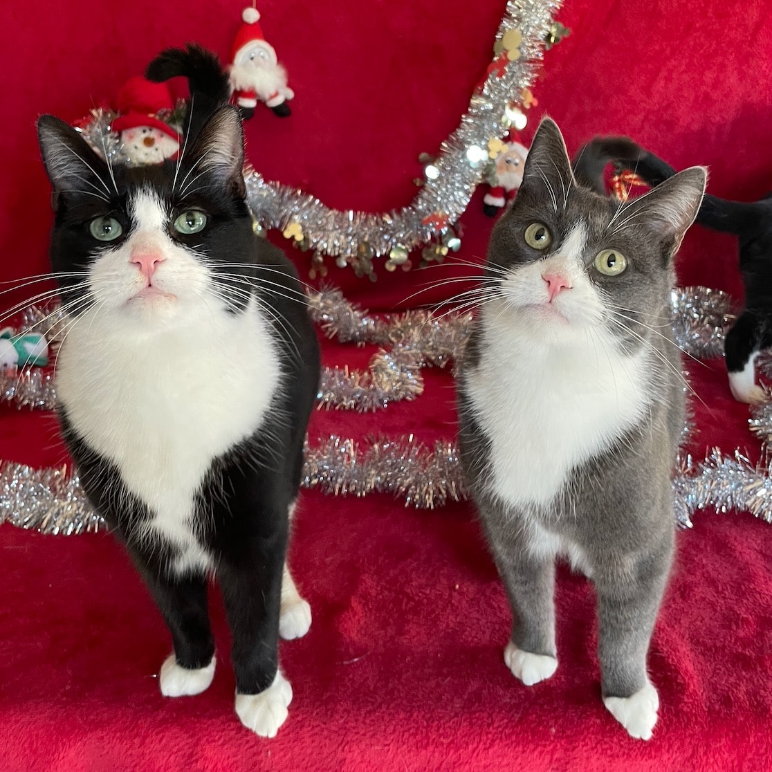 Otis & Oslo