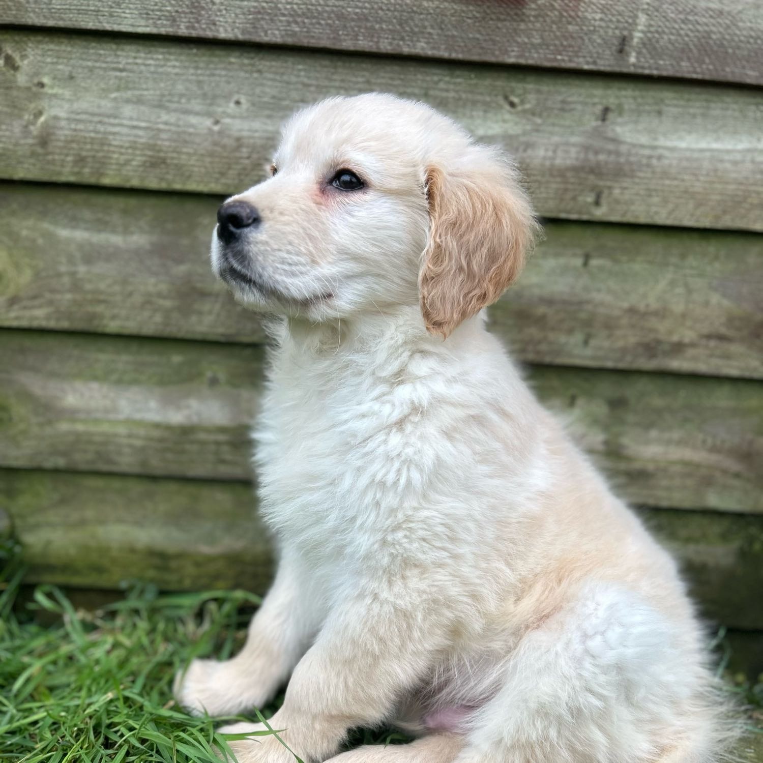 Odin