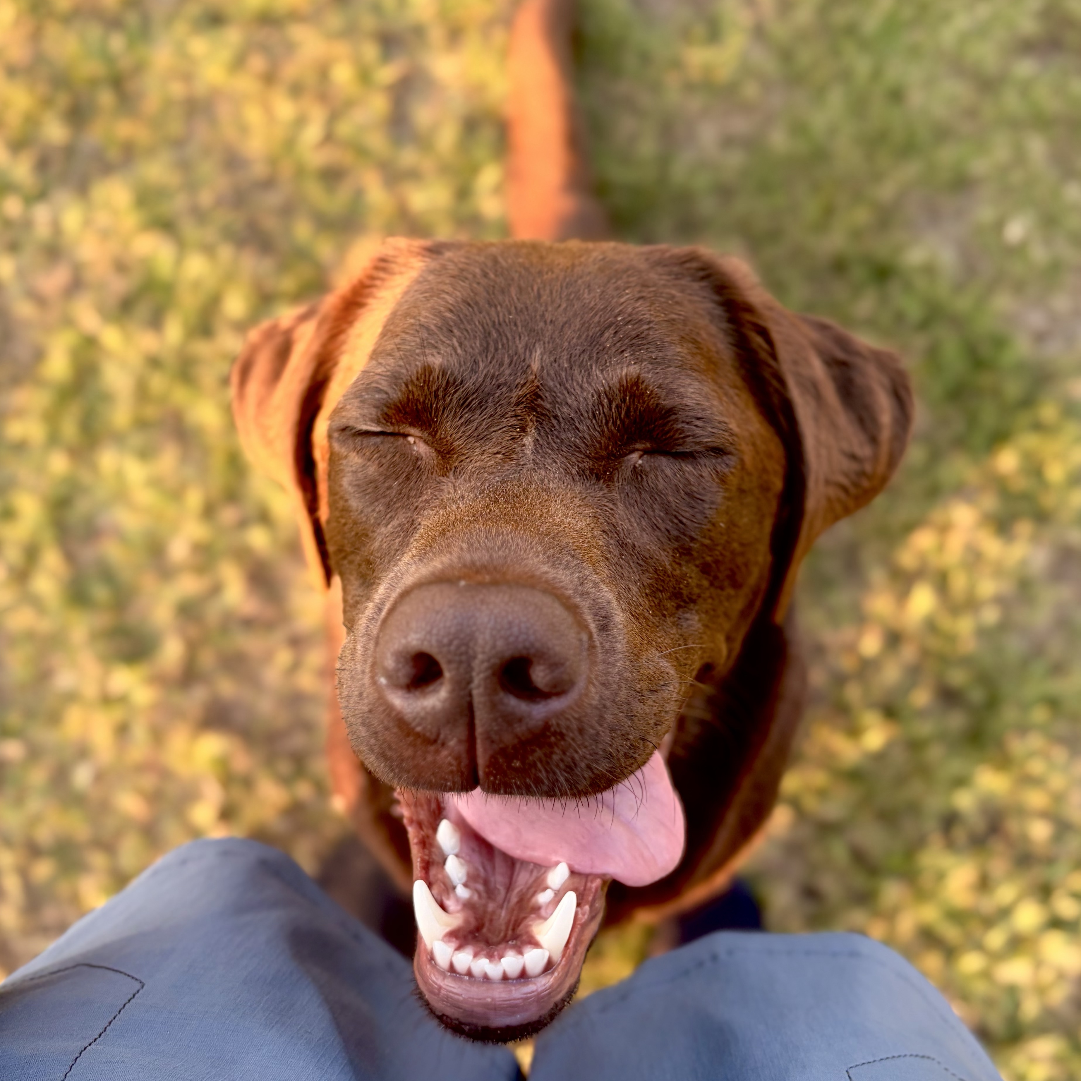 Maggie