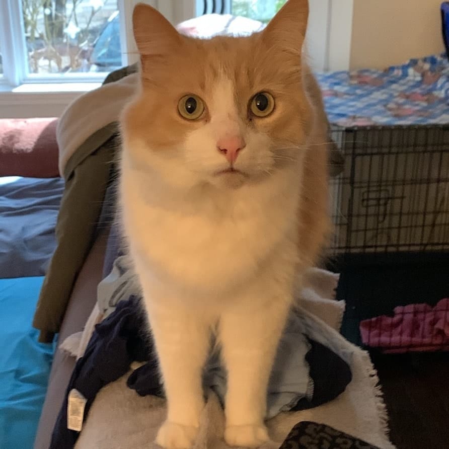 Rufus
