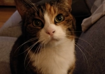 Noa