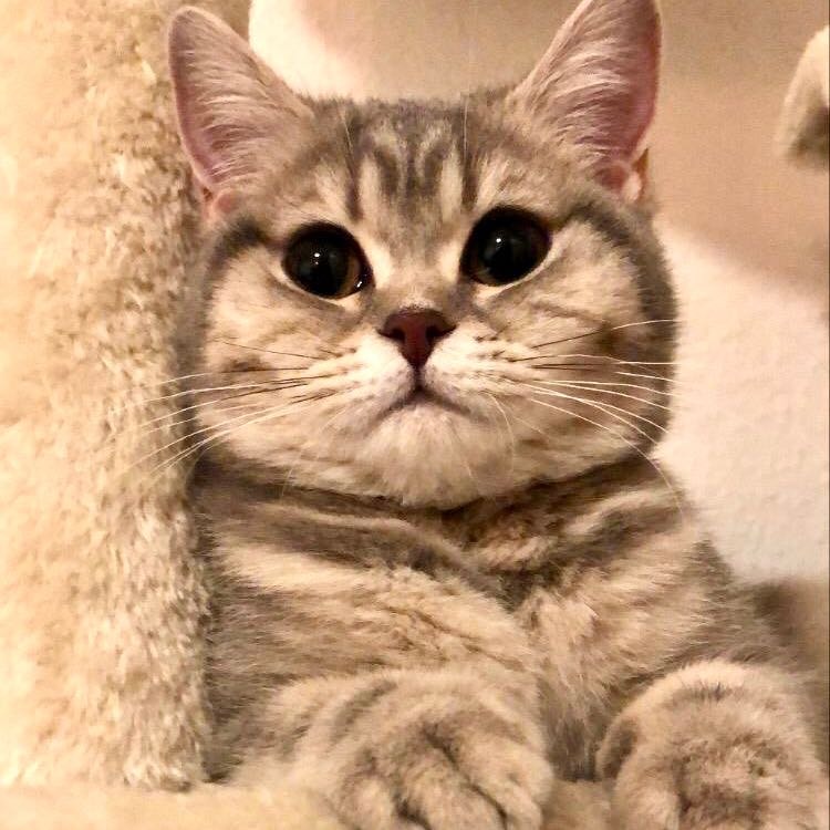 Lilly