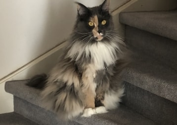 Noortje