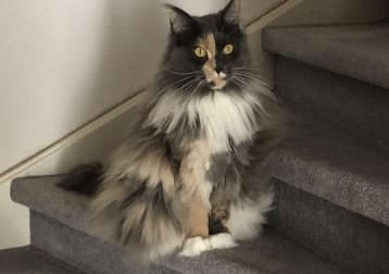 Noortje